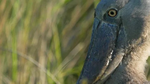 Shoebill Stork Face in Uganda. Close up Stock Footage 345367001