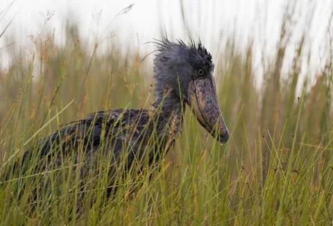 Shoebill stork Stock Photos