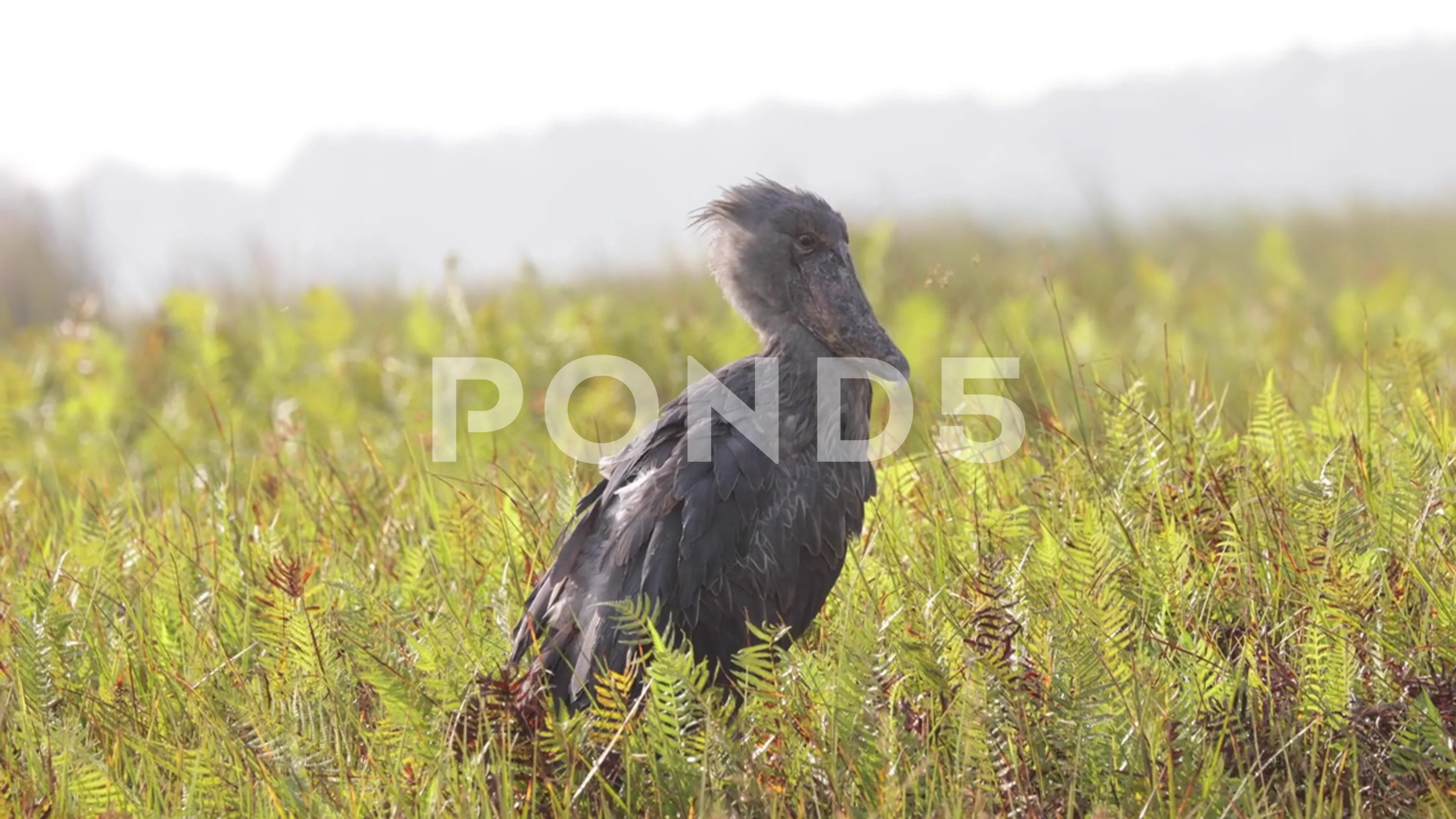 Storke Wetland