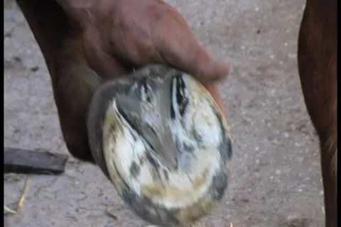 Shoeing a horse Stock Footage 8963081