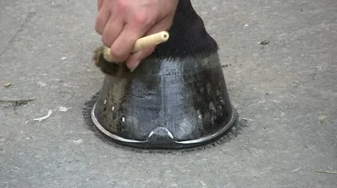 Shoeing a horse Stock Footage 23753616