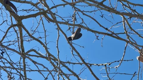 Shoes hanging on a tree branch Stock-Footage 330949445