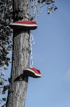 Shoes hanging in the tree Stock Photos