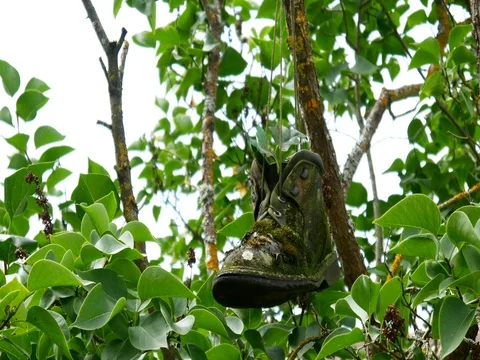 Shoes with plant inside hanging on tree 2 Video stock 78785705