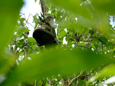 Shoes with plant inside hanging on tree 1 Video stock 78785919
