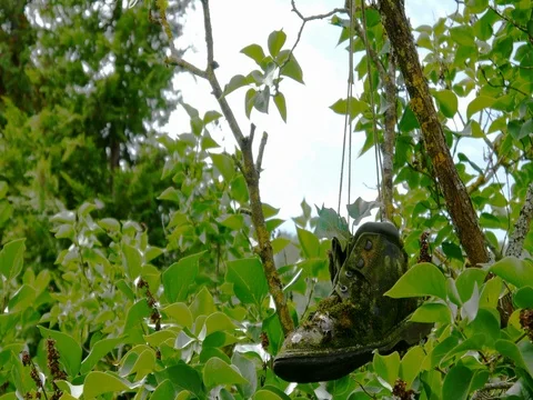 Shoes with plant inside hanging on tree Stock Footage 78786029