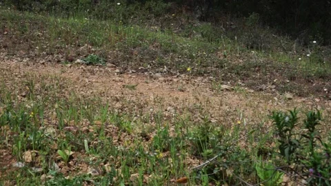 Shoes trekking Stock Footage 185971358