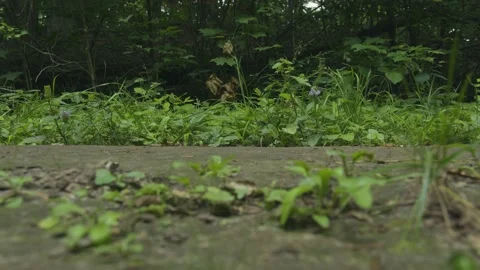Shoes walking on a trail in a forest up close. Stock Footage 158033802
