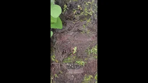 Shoestring fern Stock-Footage 329135622