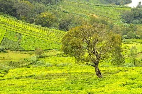 A shola tree native to the Nilgiris is visible in the forground with the vall Stock Photos