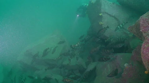 Shole of Bib fish &amp; diver with torch 11 Stock Footage 47859518