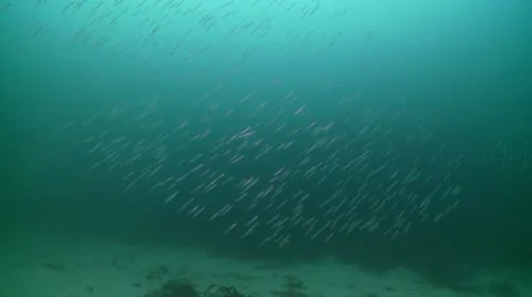 Shole of Sand eels wide angle 1 Stock Footage 12452632