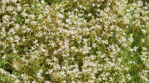 Shoot from above: many bees on white flowers Stock Footage 94485548