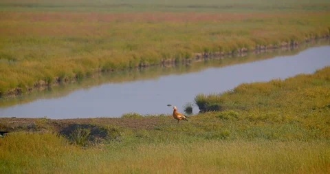 Shoot of bird standing by brook in meadow in summer in windy weather Video stock 114248927