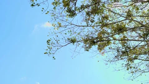 Shoot the branches against the sky in slow motion. a little cloudy The wind b Stock-Footage 202234516