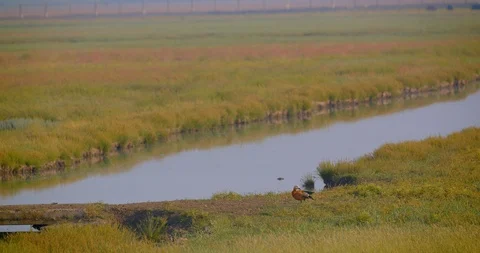 Shoot of brook in meadow in summer in windy weather Stock-Footage 114248676