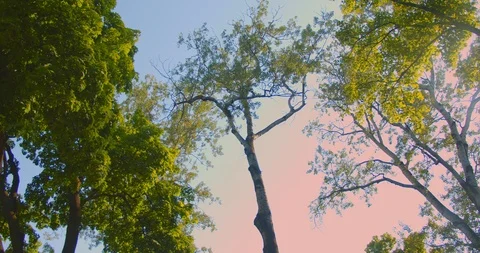 Shoot by camera moving around the beautiful green trees nature in the park in Stock-Footage 111697702