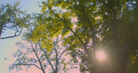 Shoot by camera moving around the beautiful green trees nature in the park in Video stock 111697829