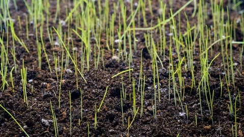Shoot of green plants in a soil, time lapse plants sprouts Stock Footage 112729149
