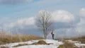 Shoot the lone tree HD Footage