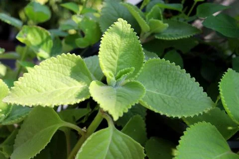 Shoot of Mexican mint with sunlight. Stock Photos