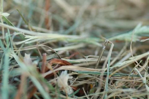Shoot of a needle in a haystack Stock Photos
