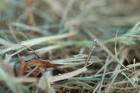 Shoot of a needle in a haystack Stock Photos
