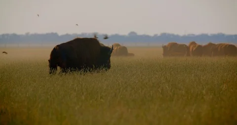 Shoot of one large bison walking in the meadow in the national reserve in summer Stock Footage 114240889