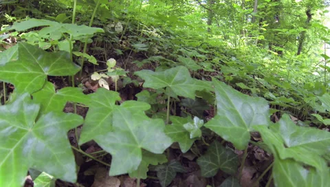 Shoot over the forest floor Stock Footage 38846388