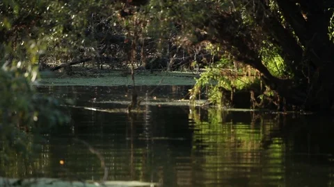 A shoot of a peaceful swamp 库存影片 79675974