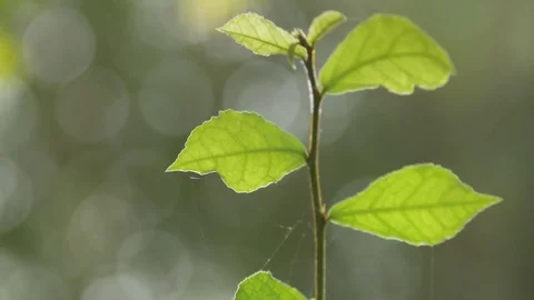 Shoot of plant moving with wind Stock Footage 84036252