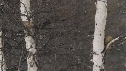 Shoot the Potatoes on the Tree Stock Footage 235277466