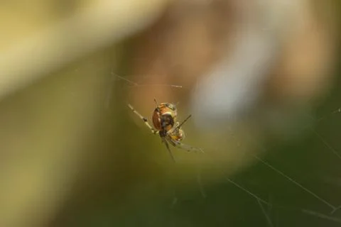 Shoot spider close-up on spider web Stock Photos