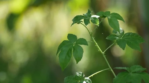 Shoot of the spiny plant shaking with wind Stock Footage 82120847