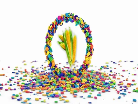 Shoot Sugar Eat Corn Stock Footage 80274183