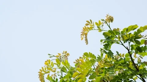 Shoot of tropical plant Stock Footage 48348782