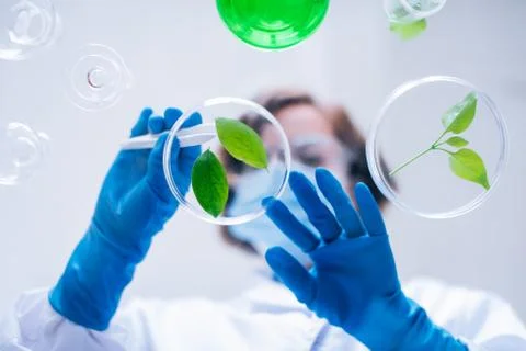 Shoot from under the glass table of how a female scientist works with greenery. Foto stock