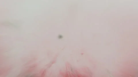 Shoot at a watermelon that explodes into small pieces. Slow motion HD video Stock Footage 140040239