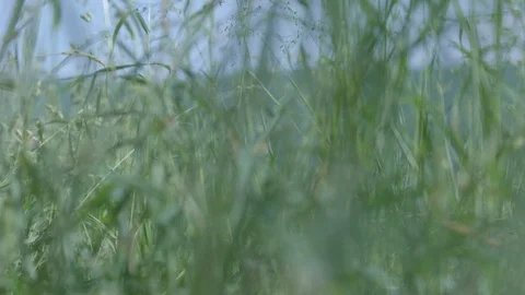 The shootage of the bike in the grass. Video stock 95941583