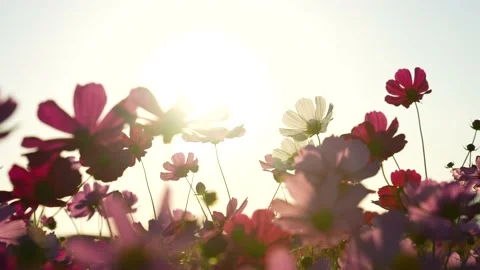 Shooting 4K slow-motion video of cosmos fields at dusk. Stock Footage 206569103
