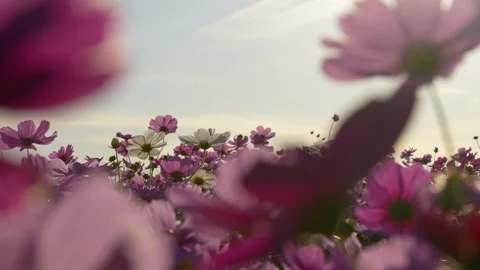 Shooting 4K slow-motion video of cosmos fields at dusk. Stock Footage 243990768