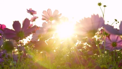 Shooting 4K slow-motion video of cosmos fields at dusk. Stock Footage 249871749