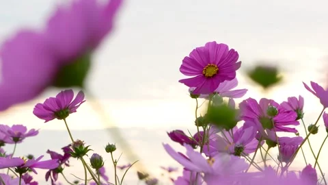 Shooting 4K slow-motion video of cosmos fields at dusk. Stock Footage 311981508