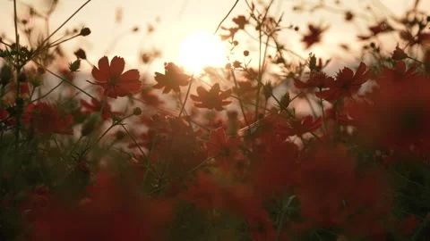 Shooting 4K slow-motion video of cosmos fields at dusk. Stock-Footage 340898570