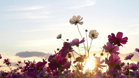Shooting 4K slow-motion video of cosmos fields at dusk. 스톡 동영상 341647219