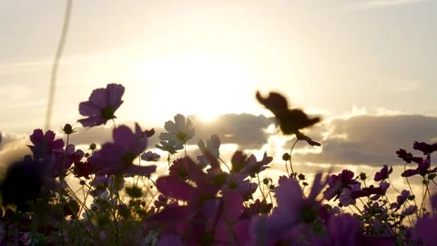 Shooting 4K slow-motion video of cosmos fields at dusk. Видео 341647530