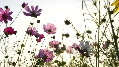 Shooting 4K slow-motion video of cosmos fields at dusk. Stockbeeldmateriaal 342227002