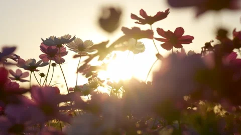 Shooting 4K slow-motion video of cosmos fields at dusk. Vidéo 344085375