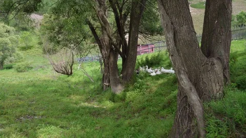 Shooting with the acceleration of geese from behind trees. Stock Footage 115260684