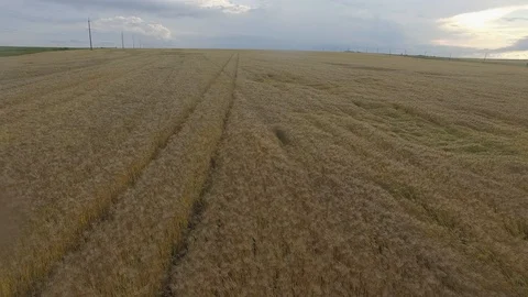 Shooting from the air of agricultural fields Видео 113404132